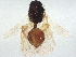  ( - BIOUG64976-C11)  @11 [ ] CreativeCommons - Attribution (2022) CBG Photography Group Centre for Biodiversity Genomics