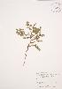  ( - JAG 0134)  @11 [ ] Copyright (2009) Unspecified University of Guelph BIO Herbarium