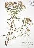  ( - JAG 0272)  @11 [ ] Copyright (2009) Unspecified University of Guelph BIO Herbarium