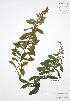  ( - NTW 162)  @11 [ ] Copyright (2009) Unspecified University of Guelph BIO Herbarium