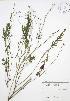  (Camelina microcarpa - JAG 0296)  @11 [ ] Copyright (2009) Unspecified University of Guelph BIO Herbarium