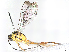  (Eiphosoma maculicoxaDHJ32 - BIOUG58098-E05)  @14 [ ] CreativeCommons - Attribution (2021) CBG Photography Group Centre for Biodiversity Genomics
