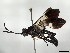  ( - BIOUG62364-H03)  @11 [ ] CreativeCommons - Attribution (2021) CBG Photography Group Centre for Biodiversity Genomics