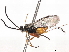  (Promicrogaster Malaise4302 - BIOUG62354-D01)  @11 [ ] CreativeCommons - Attribution (2021) CBG Photography Group Centre for Biodiversity Genomics