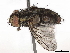  (Billaea Malaise2106 - BIOUG58101-F01)  @11 [ ] CreativeCommons - Attribution (2021) CBG Photography Group Centre for Biodiversity Genomics