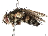  (Lixophaga Malaise8309 - BIOUG62707-B05)  @11 [ ] CreativeCommons - Attribution (2022) CBG Photography Group Centre for Biodiversity Genomics