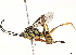  (crypMalaise01 Malaise5437 - BIOUG55326-G08)  @14 [ ] CreativeCommons - Attribution (2020) CBG Photography Group Centre for Biodiversity Genomics
