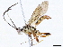  (Carinodes Malaise5372 - BIOUG55326-H01)  @14 [ ] CreativeCommons - Attribution (2020) CBG Photography Group Centre for Biodiversity Genomics