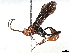  (cryptJanzen01 Malaise1157 - BIOUG56802-B10)  @11 [ ] CreativeCommons - Attribution (2022) CBG Photography Group Centre for Biodiversity Genomics