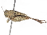  ( - BIOUG56802-E01)  @11 [ ] CreativeCommons - Attribution (2021) CBG Photography Group Centre for Biodiversity Genomics