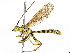  ( - BIOUG56576-H01)  @11 [ ] CreativeCommons - Attribution Non-Commercial Share-Alike (2020) CBG Photography Group Centre for Biodiversity Genomics