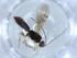  (Heterospilus malaise0609 - BIOUG55998-E05)  @11 [ ] CreativeCommons - Attribution (2020) Centre for Biodiversity Genomics Centre for Biodiversity Genomics