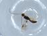  (Heterospilus Malaise3074 - BIOUG56614-E05)  @11 [ ] CreativeCommons - Attribution (2020) Centre for Biodiversity Genomics Centre for Biodiversity Genomics