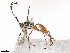  (cryptJanzen01 malaise0837 - BIOUG58113-B09)  @11 [ ] CreativeCommons - Attribution (2021) CBG Photography Group Centre for Biodiversity Genomics