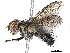  (Wood45 - BIOUG55384-C08)  @14 [ ] CreativeCommons - Attribution (2020) CBG Photography Group Centre for Biodiversity Genomics