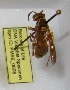  (Polistes dorsalis californicus - PMAE0078)  @13 [ ] Unspecified (default): All Rights Reserved  Unspecified Unspecified