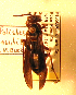  (Polistes hirsuticornis - PMAE0105)  @11 [ ] Unspecified (default): All Rights Reserved  Unspecified Unspecified
