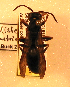  (Polistes parametricus - PMAE0106)  @13 [ ] Unspecified (default): All Rights Reserved  Unspecified Unspecified