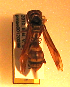  (Polistes texanus - PMAE0159)  @13 [ ] Unspecified (default): All Rights Reserved  Unspecified Unspecified
