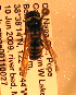  (Ancistrocerus adiabatus - PMAE0171)  @13 [ ] Unspecified (default): All Rights Reserved  Unspecified Unspecified