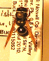  (Ancistrocerus sp. MB-W - PMAE0189)  @13 [ ] Unspecified (default): All Rights Reserved  Unspecified Unspecified