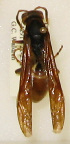  (Polistes comanchus - PMAE0282)  @11 [ ] Unspecified (default): All Rights Reserved  Unspecified Unspecified