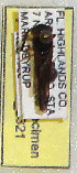  (Stenodynerus pulvinatus - PMAE0321)  @12 [ ] Unspecified (default): All Rights Reserved  Unspecified Unspecified