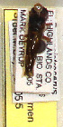  (Stenodynerus lineatifrons - PMAE0335)  @12 [ ] Unspecified (default): All Rights Reserved  Unspecified Unspecified
