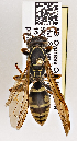  (Polistes aurifer - PMAE0511)  @13 [ ] CreativeCommons - Attribution Non-Commercial Share-Alike (2015) Royal Alberta Museum Royal Alberta Museum