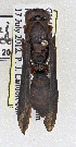  (Polistes major castaneicolor - PMAE0544)  @13 [ ] CreativeCommons - Attribution Non-Commercial Share-Alike (2016) Royal Alberta Museum Royal Alberta Museum