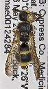  (Ancistrocerus durangoensis - PMAE0593)  @13 [ ] CreativeCommons - Attribution Non-Commercial Share-Alike (2016) Royal Alberta Museum Royal Alberta Museum