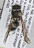  ( - PMAE0604)  @11 [ ] CreativeCommons - Attribution Non-Commercial Share-Alike (2016) Royal Alberta Museum Royal Alberta Museum