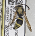  (Ancistrocerus bustamente - PMAE0612)  @12 [ ] CreativeCommons - Attribution Non-Commercial Share-Alike (2016) Royal Alberta Museum Royal Alberta Museum
