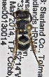  (Ancistrocerus sp. MB-Y - PMAE0615)  @13 [ ] CreativeCommons - Attribution Non-Commercial Share-Alike (2016) Royal Alberta Museum Royal Alberta Museum