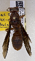  (Polistes cf. rubiginosus - PMAE0649)  @13 [ ] CreativeCommons - Attribution Non-Commercial Share-Alike (2017) Royal Alberta Museum Royal Alberta Museum