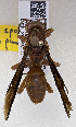  ( - PMAE0650)  @13 [ ] CreativeCommons - Attribution Non-Commercial Share-Alike (2017) Royal Alberta Museum Royal Alberta Museum