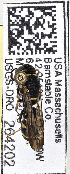  (Stenodynerus krombeini - PMAE0673)  @12 [ ] CreativeCommons - Attribution Non-Commercial Share-Alike (2017) Royal Alberta Museum Royal Alberta Museum