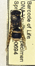  (Ancistrocerus sp. MB-X - PMAE0694)  @13 [ ] CreativeCommons - Attribution Non-Commercial Share-Alike (2017) Royal Alberta Museum Royal Alberta Museum