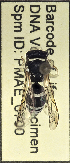  (Ancistrocerus sp. MB-C - PMAE0700)  @13 [ ] CreativeCommons - Attribution Non-Commercial Share-Alike (2017) Royal Alberta Museum Royal Alberta Museum
