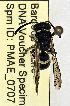  ( - PMAE0707)  @11 [ ] CreativeCommons - Attribution Non-Commercial Share-Alike (2017) Royal Alberta Museum Royal Alberta Museum