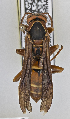  (Polistes cf. fuscatus - PMAE0720)  @13 [ ] CreativeCommons - Attribution Non-Commercial Share-Alike (2019) Royal Alberta Museum Royal Alberta Museum