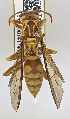  ( - PMAE0723)  @13 [ ] CreativeCommons - Attribution Non-Commercial Share-Alike (2019) Royal Alberta Museum Royal Alberta Museum