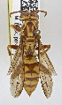  ( - PMAE0724)  @13 [ ] CreativeCommons - Attribution Non-Commercial Share-Alike (2019) Royal Alberta Museum Royal Alberta Museum