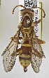  ( - PMAE0727)  @13 [ ] CreativeCommons - Attribution Non-Commercial Share-Alike (2019) Royal Alberta Museum Royal Alberta Museum