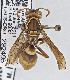  ( - PMAE0738)  @12 [ ] CreativeCommons - Attribution Non-Commercial Share-Alike (2019) Royal Alberta Museum Royal Alberta Museum