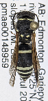  ( - PMAE0780)  @13 [ ] CreativeCommons - Attribution Non-Commercial Share-Alike (2019) Royal Alberta Museum Royal Alberta Museum