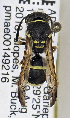  ( - PMAE0782)  @13 [ ] CreativeCommons - Attribution Non-Commercial Share-Alike (2019) Royal Alberta Museum Royal Alberta Museum