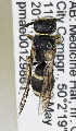  ( - PMAE0791)  @11 [ ] CreativeCommons - Attribution Non-Commercial Share-Alike (2019) Royal Alberta Museum Royal Alberta Museum