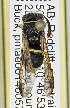  ( - PMAE0798)  @13 [ ] CreativeCommons - Attribution Non-Commercial Share-Alike (2019) Royal Alberta Museum Royal Alberta Museum