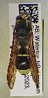  ( - PMAE1000)  @11 [ ] BY-NC-ND (2024) Royal Alberta Museum Royal Alberta Museum